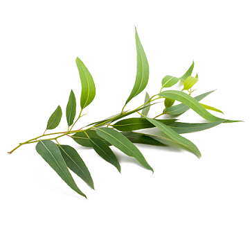 Eucalyptus, radiata, Organic: 5ml, 10ml, or 15ml 