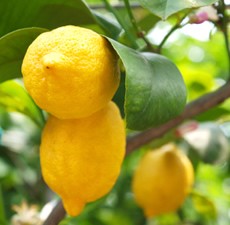 Lemon, Organic: 5ml, 10ml, 15ml