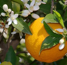 Orange, (sweet)  Organic:  5ml, 10ml, or 15ml