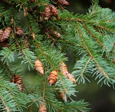 Black Spruce, Organic: 5ml, 10ml or 15ml