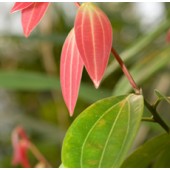Cinnamon leaves, Organic 5ml, 10ml or 15ml