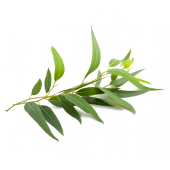 Eucalyptus, radiata, Organic: 10 ml. 