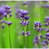 Lavender, organic: 10ml. 