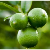 Lime, organic: 5ml, 10ml, or 15ml