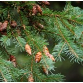 Black Spruce, Organic: 5ml, 10ml or 15ml